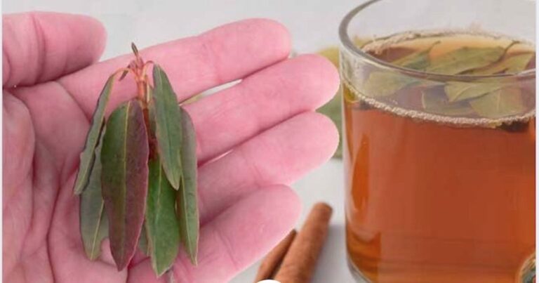 infuzie de dafin